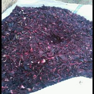  Feuille D'hibiscus - fruits et légumes chère tous,  nous sommes ravis de vous informer que nous disposons de feuilles d'hibiscus (bissap) actuellement au burkina faso. contactez nous pour vos demandes merci. 