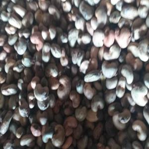  Raw Cashew Nuts Graine D' Anacarbe - seed plant seed selling raw cashew nuts ,  fresh production and good quality. --vente des graines d'anacarde brute non transformé de très bonne qualité 