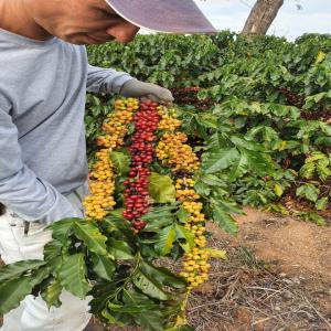  Cafe Vert Grain Directement Producteur Brésil - café cacao thé nous sommes un petit groupe et nous recherchons un partenaire/acheteur pour negocie avec nous des grains de cafe vert en grain directement des champs de production vers le monde. nous avons une variété de qualité. --dites-nous simplement ce que vous voulez. 