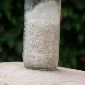  Propose Mycélium De Pleurote Ou Shiitake - champignon levure je produis artisanalement du mycélium de pleurote et de shiitake,  sur grains bio. je ne produis que quelques dizaines de kilos à la fois. la variété est au choix du client. je suis situé dans le puy-de-dôme.