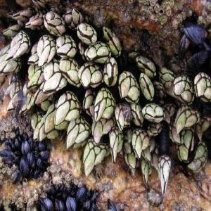  Vente De Pouce Pied (percebes) En Gros ____urgent - coquillage crustacé nous sommes une entreprise situé au maroc , spécialisé dans la vente en gros du pouce pied ,  on recherche en urgence des clients et des fournisseurs grossistes en espagne ,  france et portugal ou autre .. pour une futur collaboration --on vous garantis la quantité qui vous 