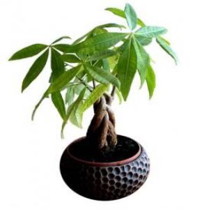  Déstockage De Plantes Pachira Aquatiqua (money - semence graine plant disponible en grande quantit&eacute; des plants de pachira aquatiqua (arbre &agrave; monnaie) .les plants sont &acirc;g&eacute;s de 6mois &agrave; 2ans.bien entretenu.--disponible imm&eacute;diatement &agrave; l'export.--nous contacter par mail pour plus d'informations.