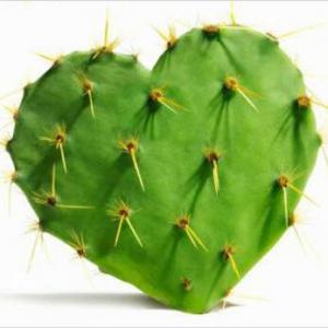  Prickly Pear Seed Oil, Arganoil, Black Seed Oil.. - olis we are a company based in germany,  we offer several beauty products---our products ------ prickly pear seed oil.--- dried prickly pear flowers (whole and powder).--- prickly pear seed powder.--- pomegranate seed oil.--- cold-pressed culinary argan oil--- cosmetic argan oil--- black seed oil---  rose