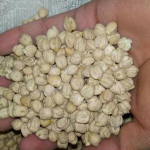  100% High Quality Chickpeas For Sale - other •moisture- 12 % max--•foreign matter- 1 % max by weight--•size- 8-9 mm,  90% min by weight--•undersized- 3 % max by weight--•spoilt kernels- 3 % max by weight--•broken- 3 % max by weight--•mixing ratio- 10% max by weight--•goat and unmatured- 5% max by weight--•cooking time- 60-90 minutes after 24 hr