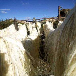  Fibre Et Ficelle De Sisal Et Raphia Brute - matiere vegetale bonjour, --nous cherchons des clients sérieux  qui s'intéresse à des fibres de sisal ou raphia,  des ficelles de raphia bobiné ou en rouleau,  toutes matières en raphia,  des vétiver de madagascar.--