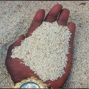  1300 Tonnes De Soja Prêt Charger - semence graine plant nous sommes une société de plantation et d'exportation de soja partout en afrique.--nous sommes installés à lomé.--nous disposons actuellement de 1300 tonnes de soja arrivés nouvellement de nos champs au nord du togo depuis dapaong jusqu'à bassar.--vo