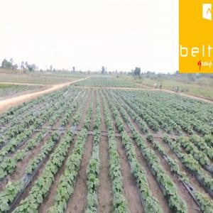  Projet De Cultures Maraîchères En Vente - semence graine plant projet de cultures maraîchères-- réalisé et exploite sur 2 ans  mise en vente--cultures maraicheres-- --situation géo  /  taboo / ahondo environ 11 km de taboo ( cote d'ivoire )--sur  33 hectares avec un rajout de 7 ca--15 hectares irrigués y compris les serr