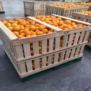  Orange Valencia Late Maroc - fruits et légumes orange valencia late ,  --origine maroc .--all sises.--transport international.--paiement tt.--l'offre par demande officiel ; loi et bl.----pour l'export.--