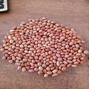  100% Quality Peanuts For Sale - roasted seeds and nuts peanuts details are below----crop----current years----color----reddish----cultivation----common----processing----raw----type----bold/java----moisture----7% to 8%----admixture----1% max.----damage/splits----2% max.----packing----50 kg. jute bag / 25 kg. vacuum  packing  ----dispatch----20-25 days aft