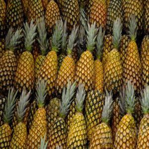  Ananas Pain Sucre Du Bénin - fruits et légumes ananas pain de sucre--description--l’ananas pain de sucre “trésor du sud” est une variété rare. il a la particularité de rester vert à maturité. fondant,  il offre une chair blanche,  très juteuse et sucrée. son cœur,  tendre,  se mange sans 