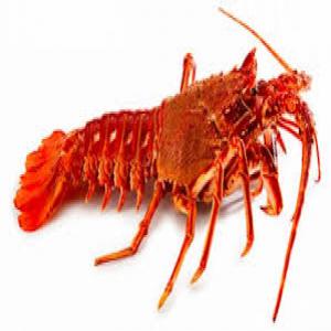  Langoustes Vivantes - poissons langoustes vivantes calibre entre 0.500 grammes a 2 kg  --zone de peche fao 37.1   --transport aérien --taux de mortalités a la réception 05 % --quantités disponibles - 500 kg --prix - 51 euro cf 