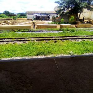 Lattes De Dabema (atui) Disponibles - bois charbon fibre nous disposons de plus de 4000 pièces de lattes de dabema (atui) pour vos chantiers de construction,  production des manches,  etc...
