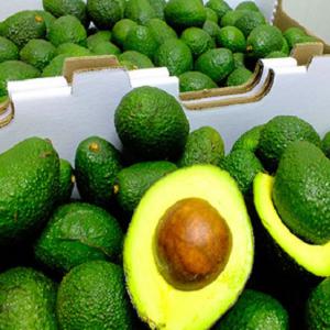  Avocado Frais - fruits et légumes origine- ouganda--style- frais--tailles- 250g-400g,  400gr et plus--couleur- peau vert foncé brillante--etat- bon état- pas de partie pourrie ou noire,  bonne uniformité--goût- crémeux--emballage- les avocats sont triés,  lavés et polis avant l'emballage-