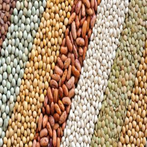  Exportation Légumes Sec - fruits secs et graines grillées nous exportons  l&eacute;gumes sec ,  , --l&eacute;gumes sec ,  lentilles vert origine canada  ,  pois chiches mexique et inde ,  aloubia blanc egypte et argentine riz thaïlande riz inde &eacute;tuv&eacute; basmati riz blanc   --,  raisin sec afrique sud ,   arachide d&eacute;cortiqu&eacute; arachide s ave