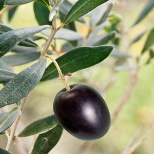  Cherche Associé Pour Projet Agricole - conseil et formation urgent ! --_ cherche associé ou partenaire,  pour un lancement très rapide des projets agricoles de gourmande rentabilités,  --produits bio facilement exportables --_ soyez parmi les premiers associés intéresses à nous - joindre,  parce que le nombre des associ