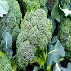  Brocoli Frais - fruits et légumes nom du produit- brocoli frais--origine- kenya taille- diamètre- 4-7 cm--paquet- 7kgs / ctn; 7, 5 kg / ctn--fraîchement cueilli,  directement de la base de production--couper un morceau naturel et un morceau de coupe--grade a--shell life 2 ans--conteneur combiné de support moq--capa
