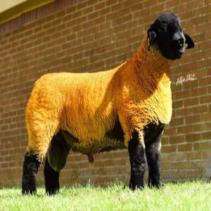  Vendré Mouton Suffolk Type Anglais. Llavandera - animaux vivants &eacute;leveur de moutons suffolk de type anglais depuis 16 ans. vente permanente d'animaux reproducteurs avec carte g&eacute;n&eacute;alogique anglaise,  &eacute;lev&eacute;s dans les asturies,  dans le nord de l'espagne.--possibilit&eacute; de g&eacute;rer le transport.--