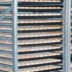  Hatching Eggs And Day Old Chicks - live animals   we export hatching eggs and day-old chicks of all species,  we deliver to all distances. our clients can benefit from our field advice free of charge.