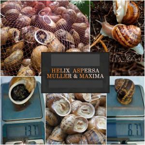  Vente D'escargots Muller Et Maxima Frais 2020 - animaux vivants helix aspers muller - 20 tonnes ou plus.--helix aspersa maxima - 10 tonnes ou plus.--notre entreprise est accréditée en europe et est enregistrée dans sanco et la base de données traces.--je peux exporter régulièrement des escargots toute l'année heli