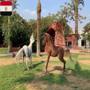  Chevaux Pur Sang Arabe D'egypte - animaux vivants nous exportons des chevaux pur sang arabe en provenance d'egypte ----chevaux vigoureux ,  puissant ,  gracieux id&eacute;al pour le sport ,  saut d obstacle ,  concours ,  show ,  concours mod&egrave;le et autres ....----familier,  ob&eacute;issant,  particuli&egrave;rement intelligent,  affectueux et maniab