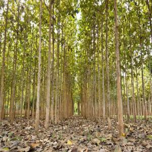  Vente Des Billes De Teck - bois charbon fibre je dispose de quelques milliers de bois de bille de teck sur des sites privés. je cherche des acheteurs potentiels.