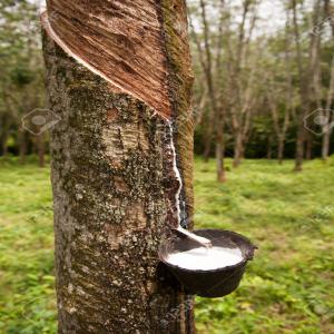  Rubber ,caoutchouc,elastic, Foam Rubber, - industry operating large tree native to guyana,  cultivated for its latex.we are looking for factories,  wholeseller, business owners all over the world .--contract,  --spot --we can supply them on fob price a very competitive price in market.--capacity to supply 2000 mt monthly. --for more details kindly contacte us by e