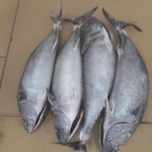  Mano Blanca Del Mar Produit Origine Du Maroc - poissons nous disposont de suite de bonito sarda...sarda congelee calibre 2 kg + quantitee 56 tonnes prix fob agadir  1890 euro la tonne--nous disposont de suite aussi bonito ..sarda ..sarda ..congelee calibre 1 a 2 kg .quantitee 56 tonnes prix fob agadir 1795 euro la tonne----