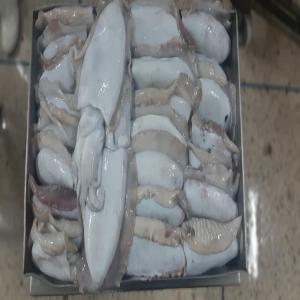  Chocos Congelee Divers Calibres Du M.1 Au M.8 - poissons nous disposont de suite 50 tonnes de seiche ou choco congelee  de calibre  m.1...m.2...m.3...m.4...m.4...m.5...m.6...m.7...m.8...--prix fob maroc 2.97 euro kg   carton de 20 kg     ici   au maroc il va avoir l.arret biologique pendant 3 mois plus de seiche ou choco .......glacing 5% 