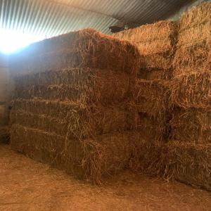  Balles Vesce - aliments pour animaux je vends 62 balles de vesce à 6 cordes de 440 kg.--récolte cet année et stocke à l’abri.--pas des livraison,  à récupérer sur place.--région de burgos en espagne--le prix indiqué est par balle