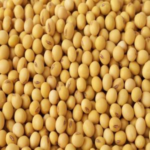  Soja Bio, Soybean Meal - céréales nous somme somme des importateur de soja. --nous venons a traverse cet site pour la recherche des acheteurs, nous sommes a mesure de satisfaire votre demande a des prix tres competitif sur le marche. --pour plus de details veillez nous. ----cordialement 