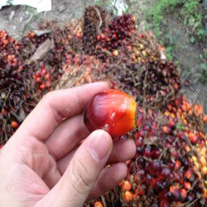  Huile De Palme Extra Pure En Gros - huiles salut --vous avez besoin d'un quantit&eacute; important des d&eacute;riv&eacute;es du palme a huile vous pouvez nous contact&eacute;s a tout moment pour vos commandes en gros et d&eacute;tails (huile bio rouge noix de palme vin blanc de palme etc.....)--laissez nous vos commandes et vos infos pour m