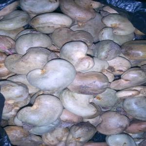  Noix De Cajou Brut - fruits secs et graines grillées recherche un acheteur de noix de cajou --quantit&eacute; disponible- 150 tonnes--prix - en fonction de la quantit&eacute; voulu.  