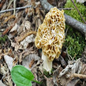  Champignon De Printemps La Morille - champignon levure bonjour,  on mets on vente champignon morille saison du printemps en masse,  ville mohammedia ifrane maroc pour plus d'info veuillez nous contacter-- la morille,  un champignon rare très prisé -- de la famille des morchellacées,  la morille (morchella) est un champignon de printemps