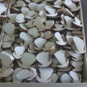  Truffe Et Champignon - champignon levure cherche du grossiste pour acheter -- truffe sauvace uncinatum , aestivum ,  --champignon sauvace frais   (girolle ,  cepes ,  pied mouton et otre variete)  ,  bien selectione et du premier calite --champignon deshidrate (cepes ,  girolle )--champignon congele