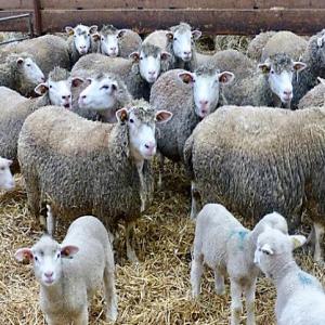  Ovins Bovins - animaux vivants négociant eu,  cherche agneaux,  chèvres,  génisses sur pied pour l'export.--destination moyen-orient.--important- pour un premier contact,  utilisez uniquement l'adresse mail --