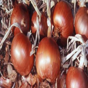  Oignon En Provenance De Madagascar - fruits et légumes je cherche des clients qui pourront travailler avec moi , je vends des oignons et je peux export&eacute; --veuillez m'envoyer un email si vous etes int&eacute;ress&eacute;s 