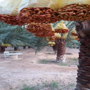  Datte Algerienne Deglet Nour Frais Biskra - fruits et légumes je suis  un producteur de dattes deglet-nour bio de haute qualité dans la région de biskratolga,  les ziban (algérie).-- je mets en vente la nouvelle récolte (octobre-novembre de cette année).-- le prix est de 2.5 à 3 euro/kg selon la qualité .--l ache