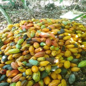  Cacao Café, Hevea Noix De Cajou... - fruits secs et graines grillées bonjour chères futures client c'est bientôt le lancement officielle du cacao ce qui signifie que nous sommes déjà en pleine production notre structure slh consulting basée en côte d'ivoire ,  recherchons des partenaires ou client sérieux venant de peu im