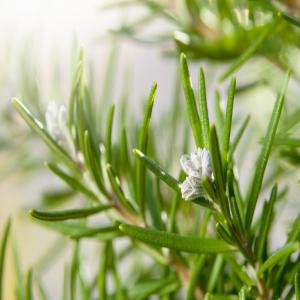  Plantes Françaises Indiennes Ayurvédiques Bio - matiere vegetale grossiste - fournisseur des plantes françaises et indiennes / ayurvédiques bio.--nous proposons des poudres et des extraits. quelques références standards - --poudres - ashwagandha poudre bio; gymnema poudre bio; amla (amalaki) poudre bio; triphala poudre bio; passiflore 