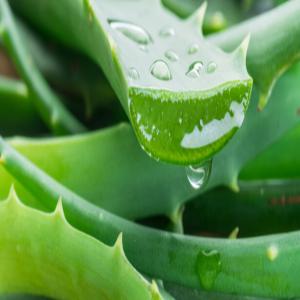  Jus Et Huile D'aloé Vera - huiles bonjour, --nous vendons du jus et huile d'aloé vera pur et 100% naturel embouteillées par 1 litre. le tout avec un prix très abordable.--veillez me contacter pour plus de renseignement--