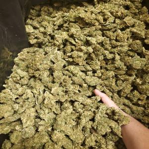  Grossiste Chanvre Fleur Et Biomass - matiere vegetale importateur propose 3 variétés des biomasse différentes ----- blue dream - sativa hybrid----- magna sour - indica----- diesel sour - sativa dominant hybrid ----inférieur a 1% (0.46%) --coas disponibles----prix importateur - sans intermédiaire ----vente uniquement s