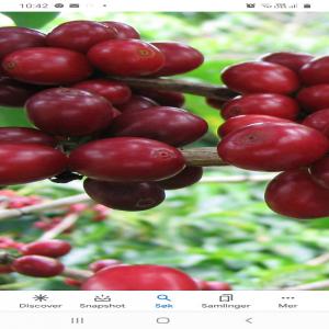  Café Du Congo Rdc - café cacao thé  nous sommes  de vendeur des graines de cafe,  crus,  sec et traitè de congo ,  nous  recherche des acheteur ,  de client,  des  fournisseur que nous pouvons travaille enseble  le partenaires. le cafe`congolais est totalement bio et de tre` bonne qualite.  . nous esperons aussi une collaboration s
