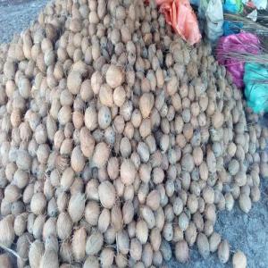  Vente De Noix De Coco Arachnides Attiéké - autres nous sommes une entreprise exerçant dans le domaine de la vente de noix de coco ,  arachnides attieké et bien d'autres produits vivriers agroalimentaire et légumes .--  nous recherchons actuellement des clients pour un contrat à durée indéterminé afin 