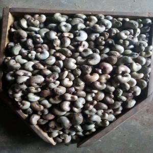  Grandes Quantités Noix De Cajou Vendre - fruits secs et graines grillées nous disposons de 10 000 tonnes noix de cajou décortiquées et non décortiquées. les noix sont emballées dans des sacs en toile de jute et stockées dans notre entrepot. les calibres des noix sont de 45,  46 et 47.--nous cherchons des clients sérieux en 