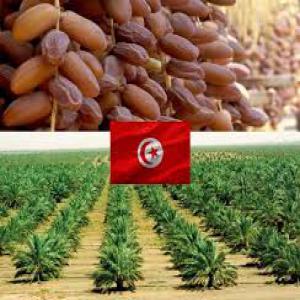  Dattes Tout Les Certification Meilleure Qualité - autres bonjour nous sommes la soci&eacute;t&eacute; tunisie--nous vous proposons des dattes de tr&eacute;s bonne qualit&eacute; du producteur directement chez vous (pas d'interm&eacute;diaire )--la quantit&eacute; est illimit&eacute; 