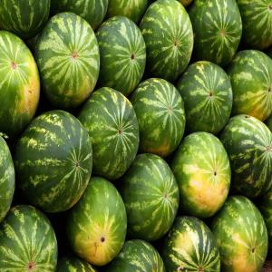  Recherche Partenaire - fruits et légumes recherche des partenaires agroalimentaire pour la production de pasteque dans n'importe destination  