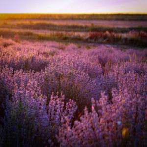  Huiles Essentielles De Lavande - huiles bonjour,  nous sommes une entreprise bulgare produisant des huiles essentielles de lavande. dans l'int&eacute;ret du d&eacute;veloppement de l'entreprise,  l'&eacute;quipe recherche des partenaires sur le march&eacute; mondial. nous avons actuellement 10 000 kg d'huile essentielle de lavande de haute 