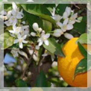  Vente D'huiles Essentielles - huiles extraction et distillation d'huiles essentielles naturelles d'origine tunisienne. notre but est de pr&eacute;server le produit naturel et d'offrir &agrave; notre client&egrave;le une mati&egrave;re premi&egrave;re pure. parmi nos produits figurent- essence de neroli,  essence de romarin,  concr&egrave