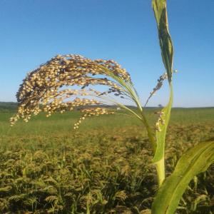  Millet Bio - céréales vendons millet bio brut non décortiqué,  production 2020 dans le gers,  france sud-ouest. vente en vrac,  idéalement en bigbags 