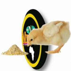  Vente De Poussins En Guinée Sénégal - animaux vivants nous sommes une entreprise couvoir aviaire située  en guinée conakry,  précieusement á mamou,  qui s’active dans le domaine de la vente et production des poussins de un jour,  poussins préchauffé,  --nous vendons locaux et étrangers,  nous sommes des fournisseurs